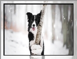 Drzewo, Border collie, Pies, Mordka, Śnieg
